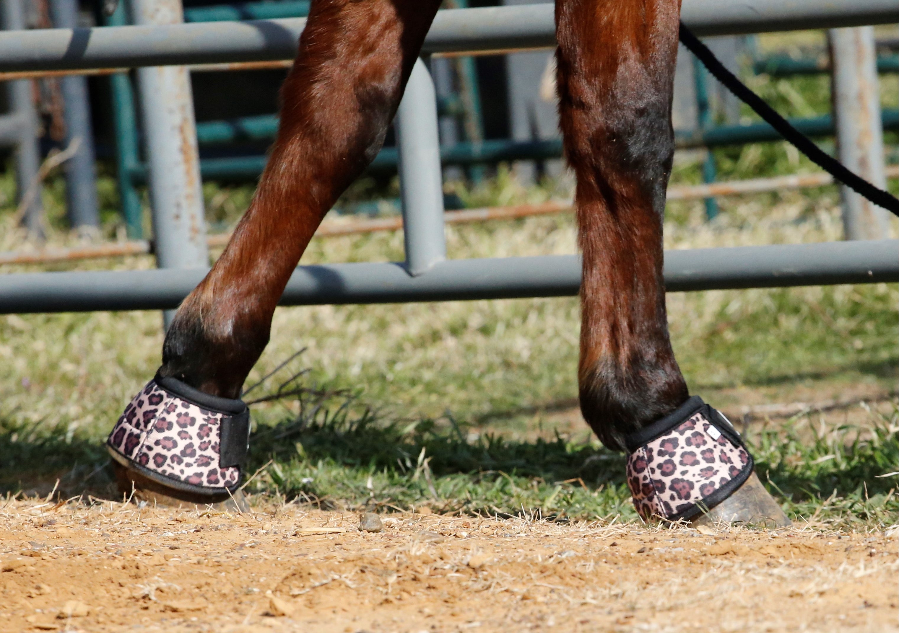 Classic equine cheetah boots online