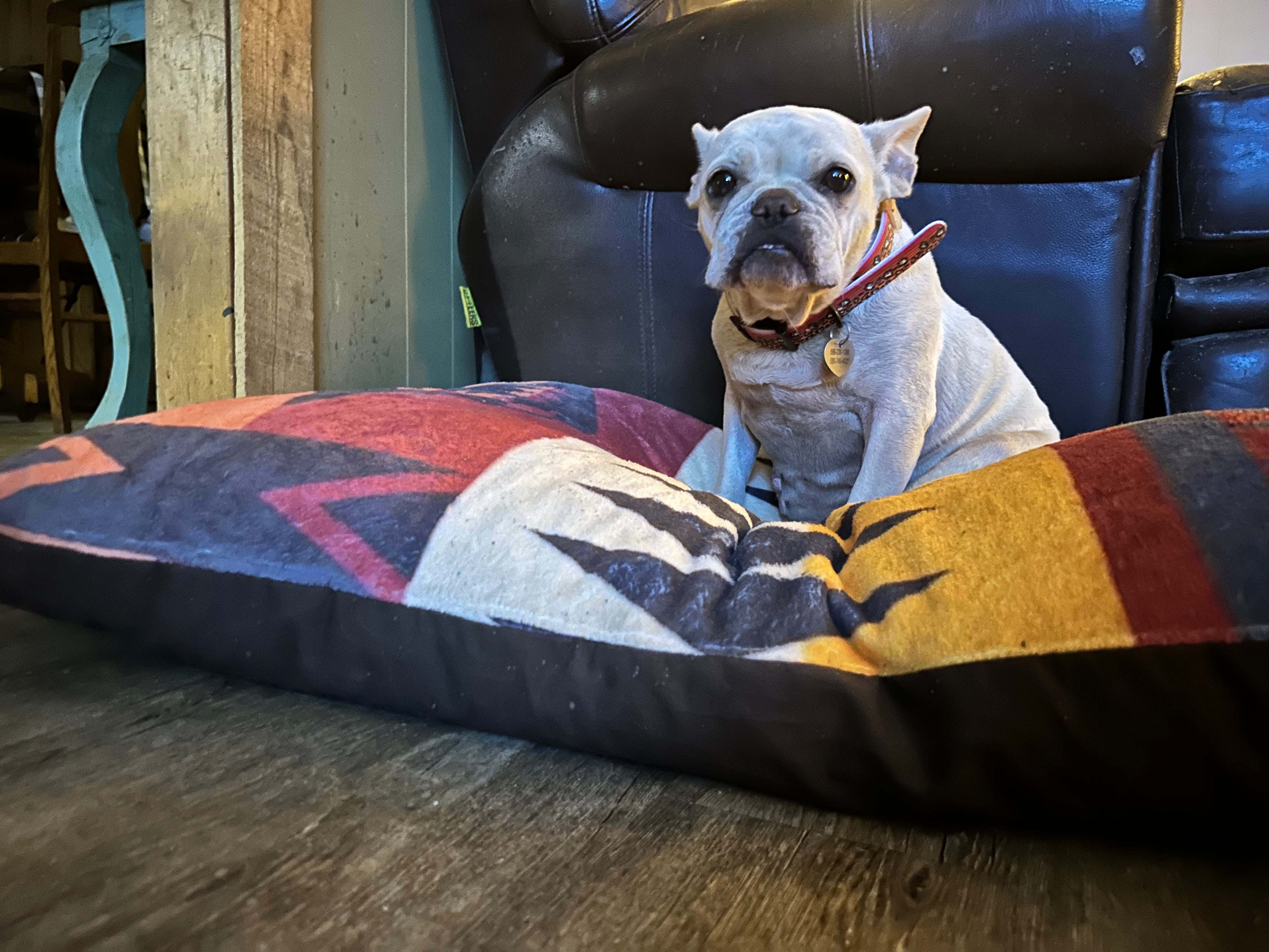 Pendleton Pet Classics Hundemantel – Größe XS, Harding-Muster, Wendbar Mit Wildlederimitat